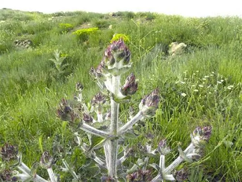 ветвь дикого кустарника под названием Salvia aethiopis ветвь дикого кустарника под названием Salvia aethiopis