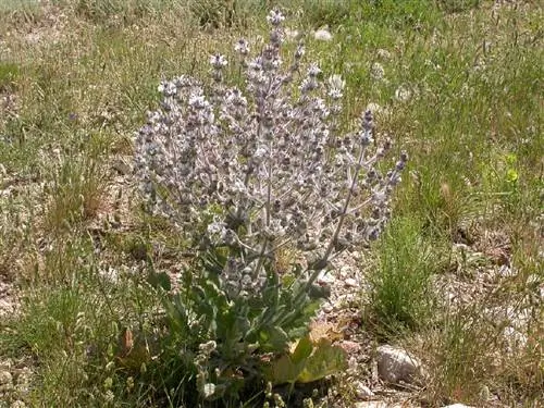 Эфиопский шалфей (Salvia aethiopis)