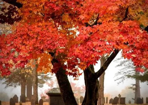 Сахарный клен (Acer saccharum)