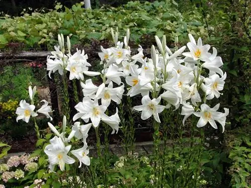 Lilium candidum - луковица.