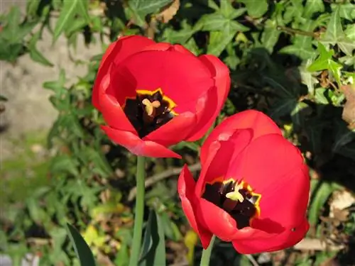 Tulipa gesneriana - луковичное растение.