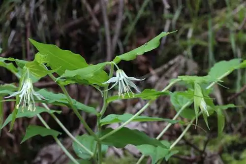 Prosartes hookeri - корневищное растение.