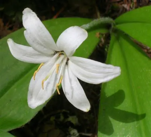 Clintonia uniflora - лилейник корневищный.