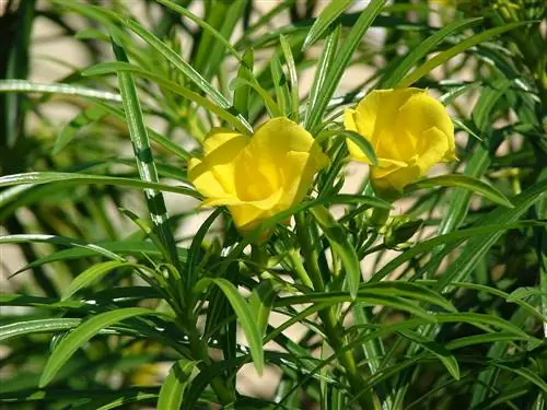 Thevetia peruviana - кустарник с желтыми цветами.