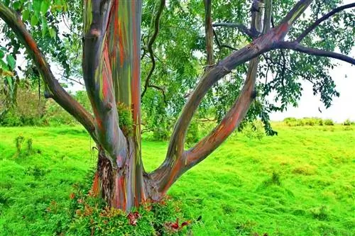 Радужный эвкалипт (Eucalyptus deglupta)