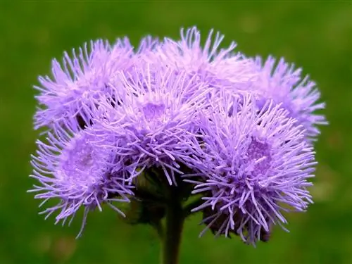 цветок крупный план растения Ageratum houstonianum цветок крупный план растения Ageratum houstonianum