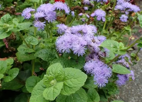 Агератус (Ageratum houstonianum)