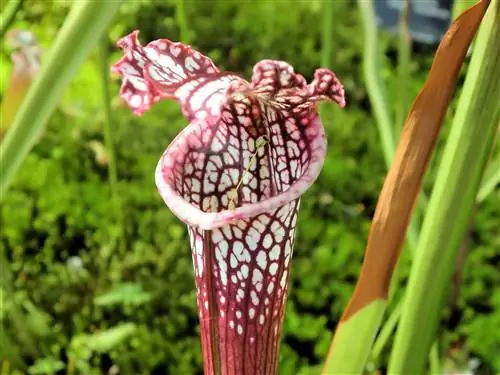 Sarracenia leucophylla - растение, требующее много воды. Sarracenia leucophylla - растение, требующее много воды.