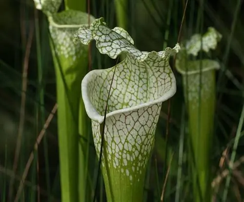 Sarracenia leucophylla легко гибридизуется. Sarracenia leucophylla легко гибридизуется.