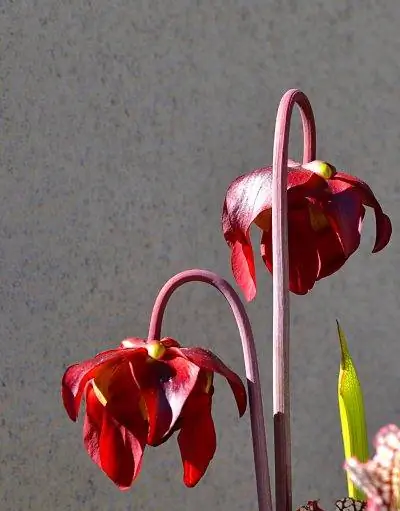 Цветки Sarracenia leucophylla малиновые. Цветки Sarracenia leucophylla малиновые.