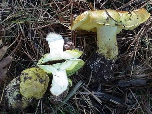 Токсичность Tricholoma equestre Токсичность Tricholoma equestre