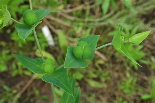 Euphorbia lathyris, опасное и ядовитое растение Euphorbia lathyris, опасное и ядовитое растение