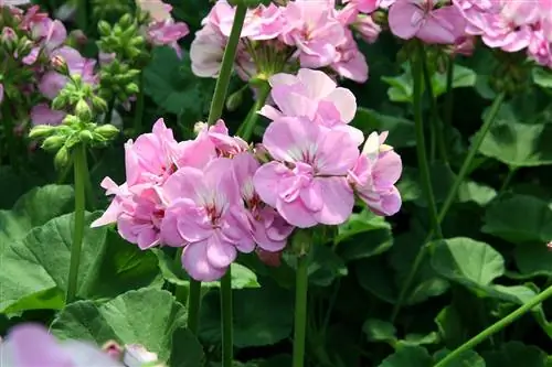Цветки Pelargonum x hortorum бывают разной окраски.