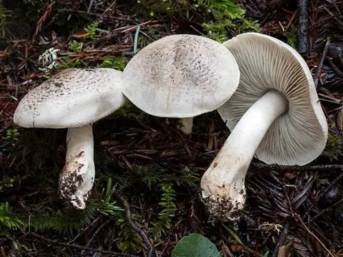 Шляпка Tricholoma pardinum