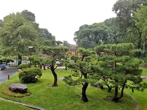 Сосна черная японская (Pinus thunbergii)
