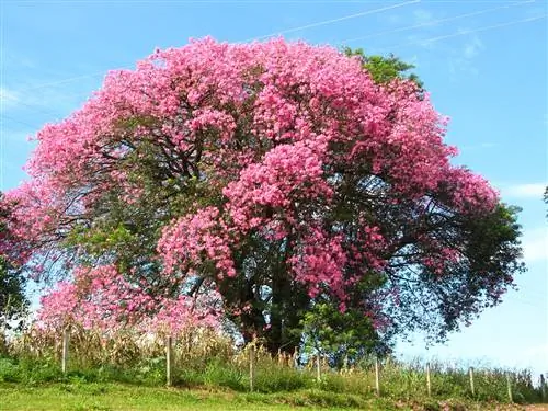 Chorisia speciosa очень грязная