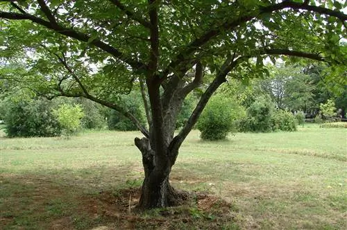 Morus alba Fruitless очень грязный