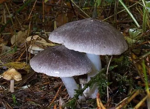 Шляпка Tricholoma virgatum