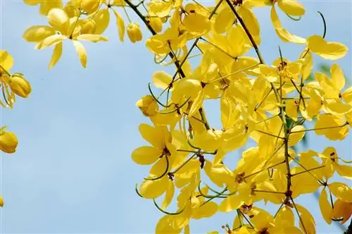 Cassia fistula - кустарник с желтыми цветами.