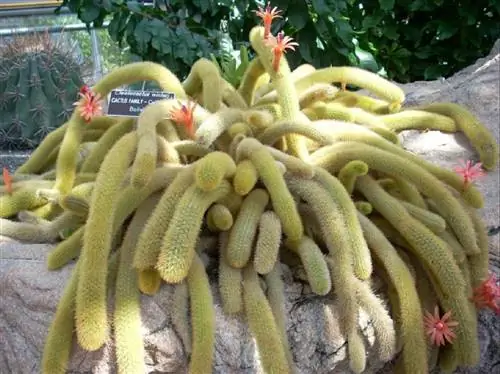 Висячий кактус (Disocactus flagelliformis)