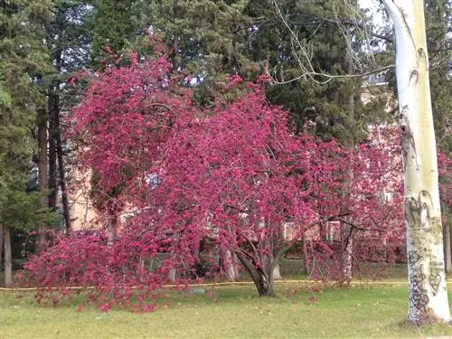 Malus floribunda или японская яблоня в цвету
