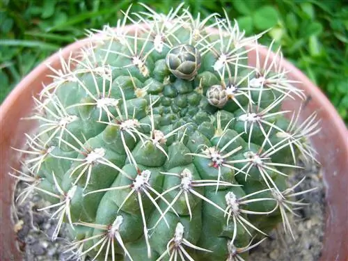 Gymnocalycium baldianum - колючий кактус.