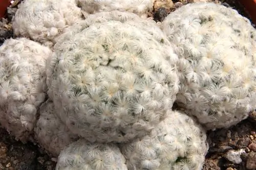 Mammillaria plumosa - вид кактуса с безвредными шипами.
