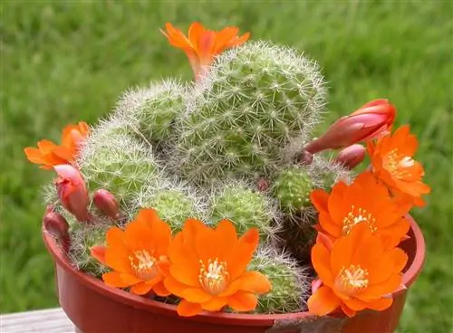 Rebutia pulvinosa - небольшой кактус с оранжевыми цветами.