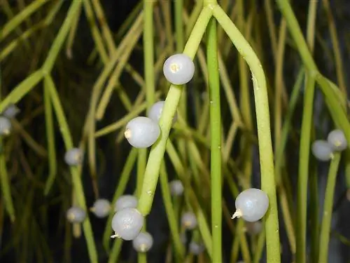 Rhipsalis baccifera - висячий кактус.