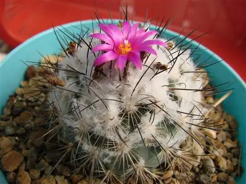 Turbinicarpus vierecki - небольшой кактус.