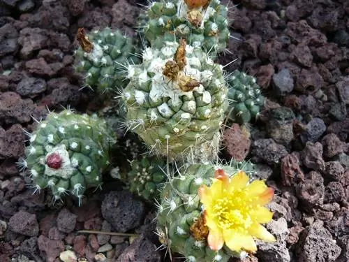 Copiapoa humilis - кактус с желтыми цветами.
