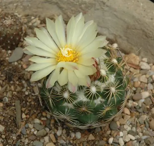 Coryphantha compacta - небольшой кактус.