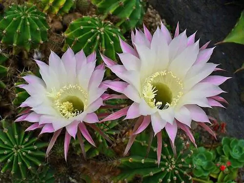 Echinopsis oxygona - кактус с колючками.