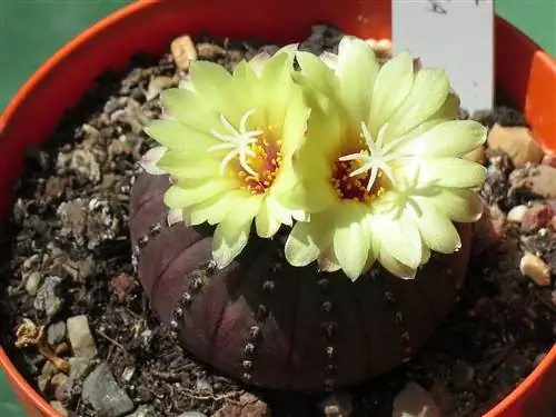 Frailea castanea - кактус с желтыми цветками.