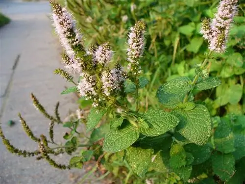 Мастранто (Mentha suaveolens)
