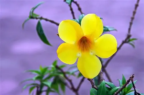Allamanda cathartica или кубинский жасмин