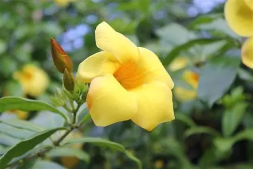 Кубинский жасмин (Allamanda cathartica)