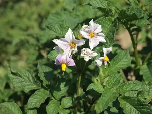Solanum tuberosum - научное название картофеля. Solanum tuberosum - научное название картофеля.