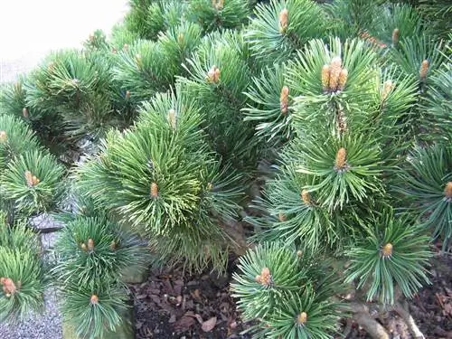 Pinus mugo - маленькое дерево Pinus mugo - маленькое дерево