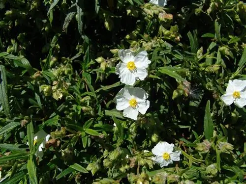 Cistus Monspeliensis, также называемый белым ладанником.