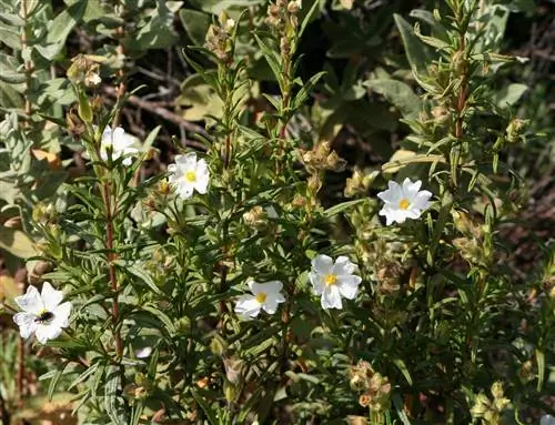 Черная степь (Cistus monspeliensis)