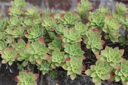 Суккулентное растение Sedum palmeri