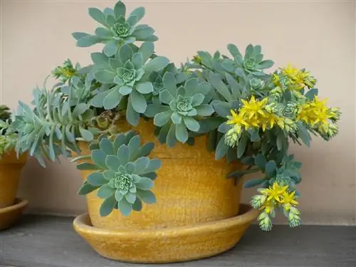 Sedum palmeri в горшке
