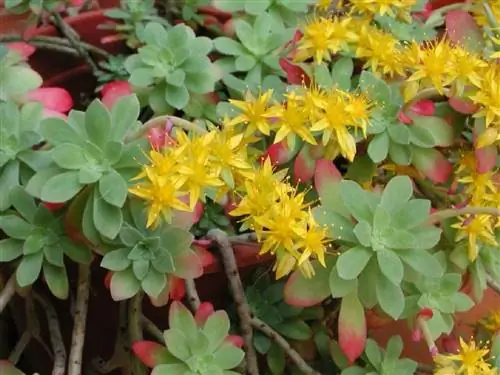 Очиток пальмовый (Sedum palmeri)