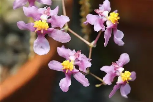 Онцидиум выпускает мелкие цветки