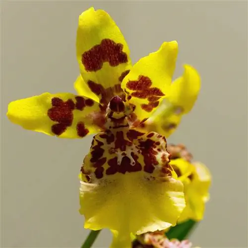 Онцидиум - эпифитная орхидея.