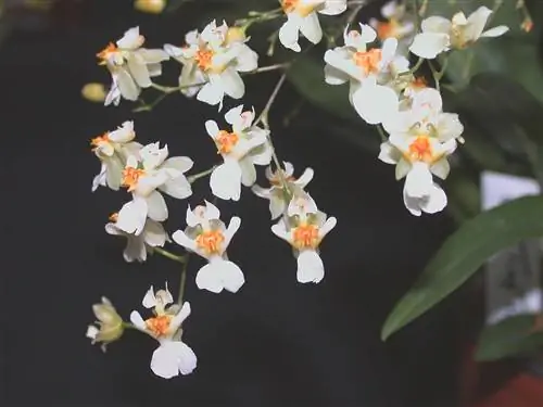 Онцидиум очень красивое растение.