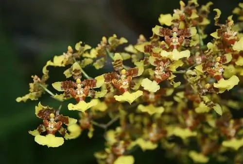 Орхидеи Онцидиум тропические.