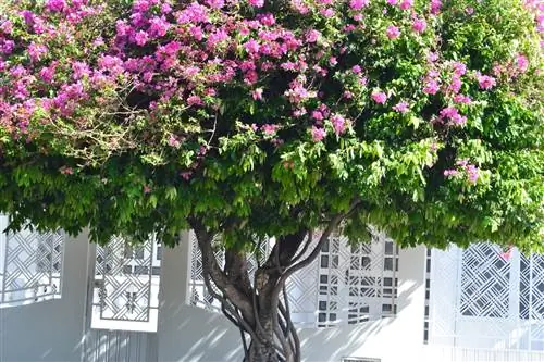 Бугенвиллию можно формировать как дерево