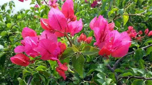 Когда обрезать бугенвиллею?